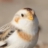 圆fufu小鸟雀